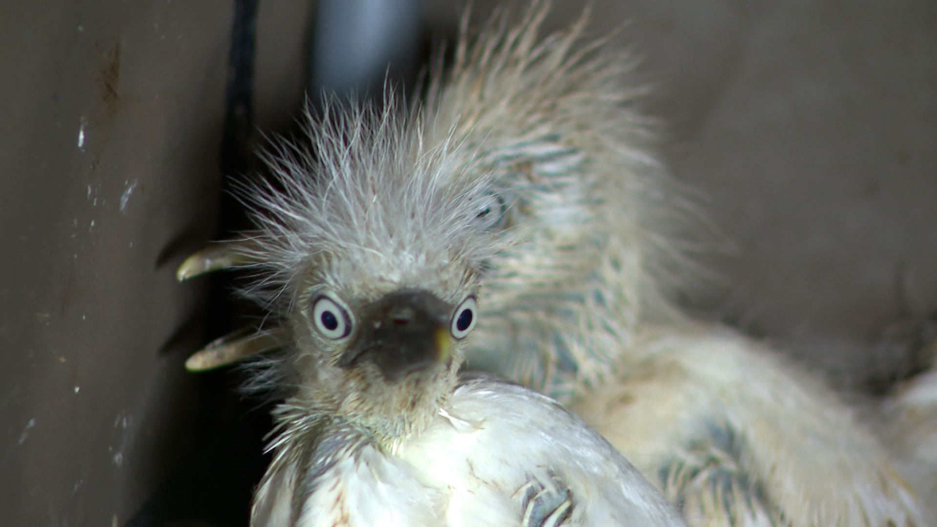 Hurricane Beryl wiped out nests for coastal birds in Houston, and now Austin is lending a helping hand to get them safely back into the wild.