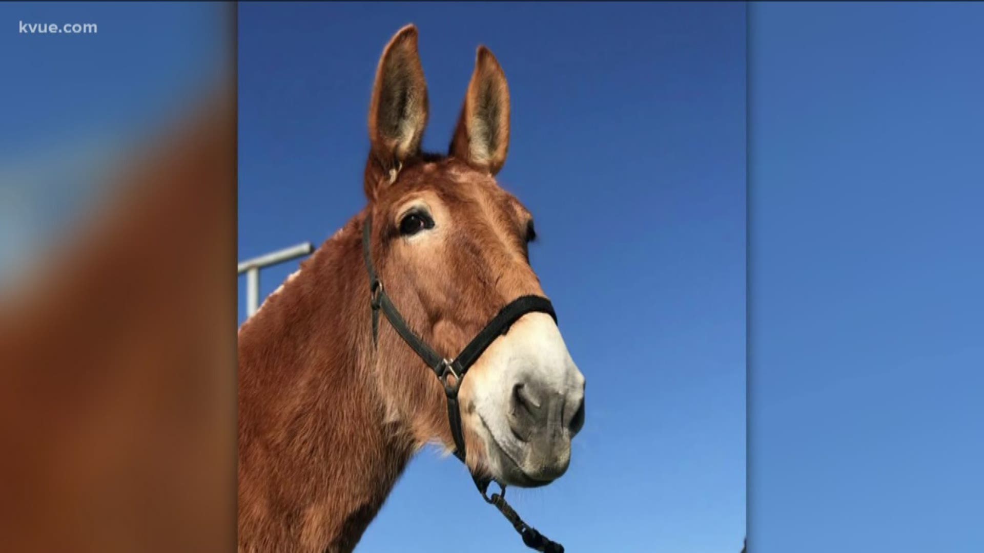 A Fort Hood military mule named Tine is looking for a home. She has been a U.S. Army member since 2006, but now she's retiring.