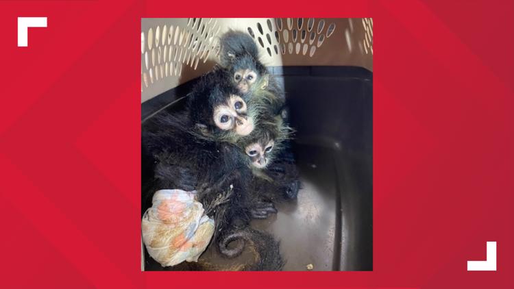 Border Patrol officers discover 4 undeclared spider monkeys in duffle bag