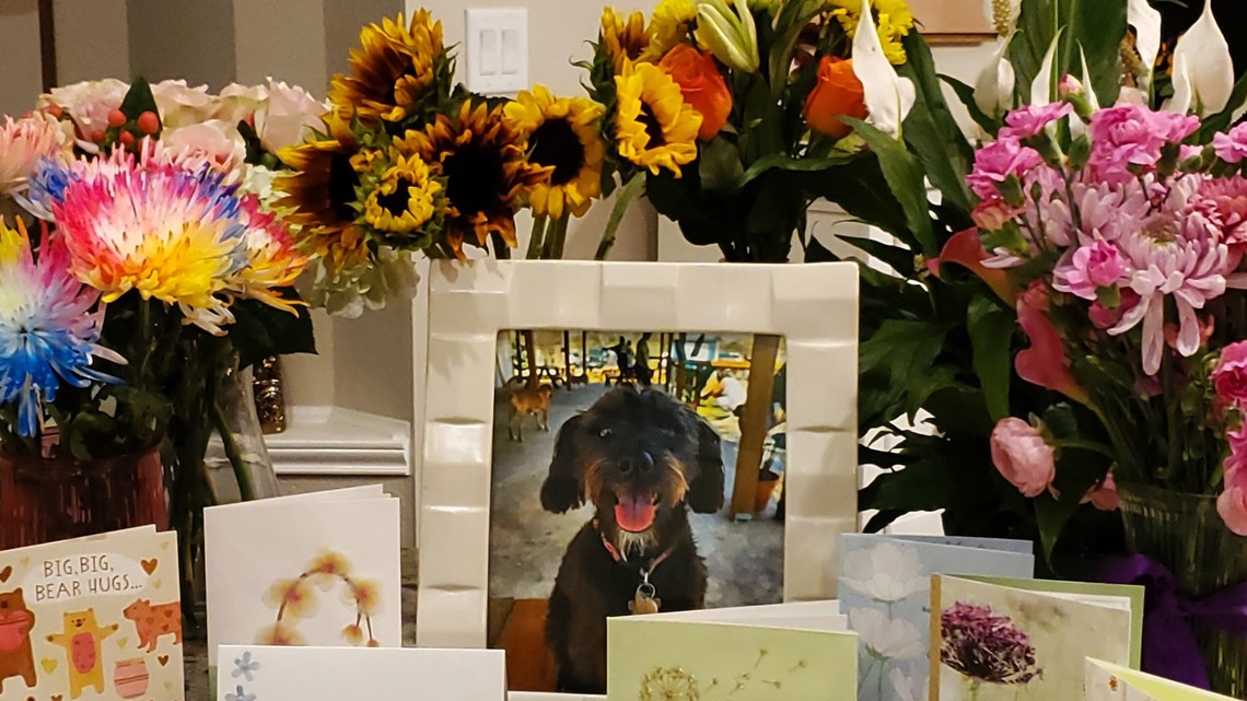 2-year-old dog dies from rattlesnake bite complications - Vimarsana News