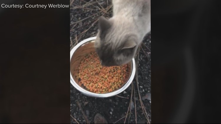 Family finds beloved cat alive a month after Camp Fire destroyed home