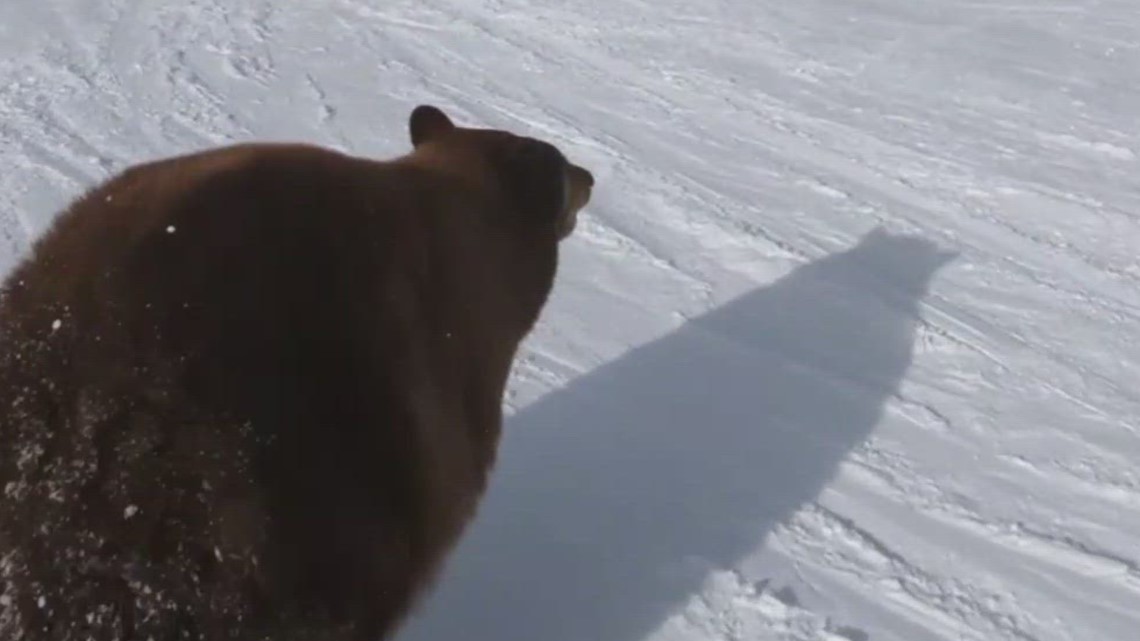 Skier nearly crashes into black bear at ski resort in California - Vimarsana News