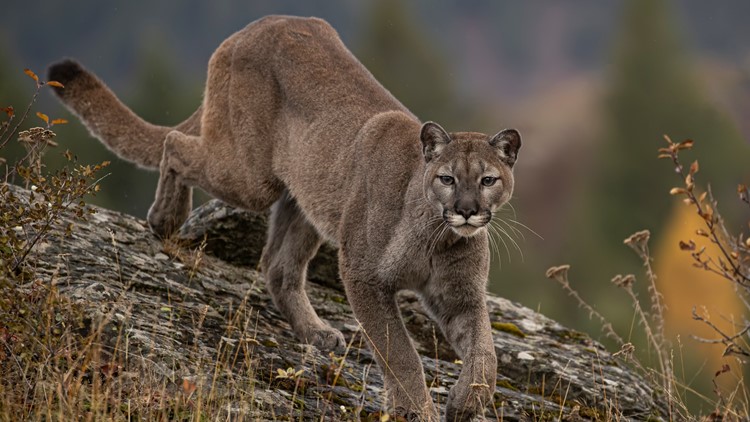 Dog hospitalized defending owner from mountain lion attack in California