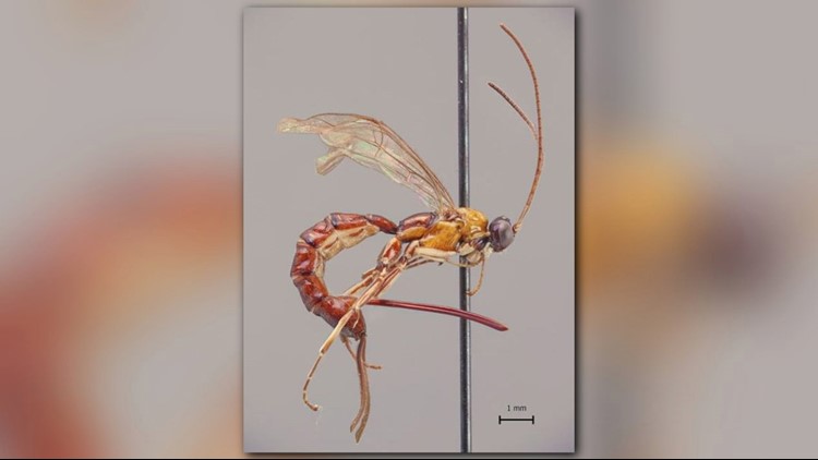 White-Striped Black Mason Wasp | US Forest Service