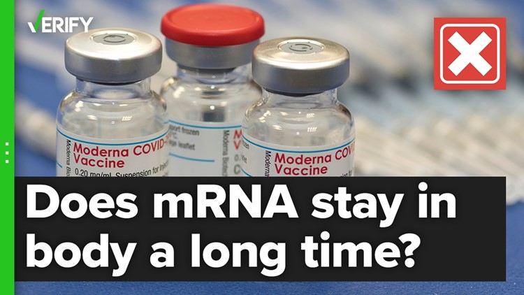 mRNA does not stay in a person’s body a long time after vaccination