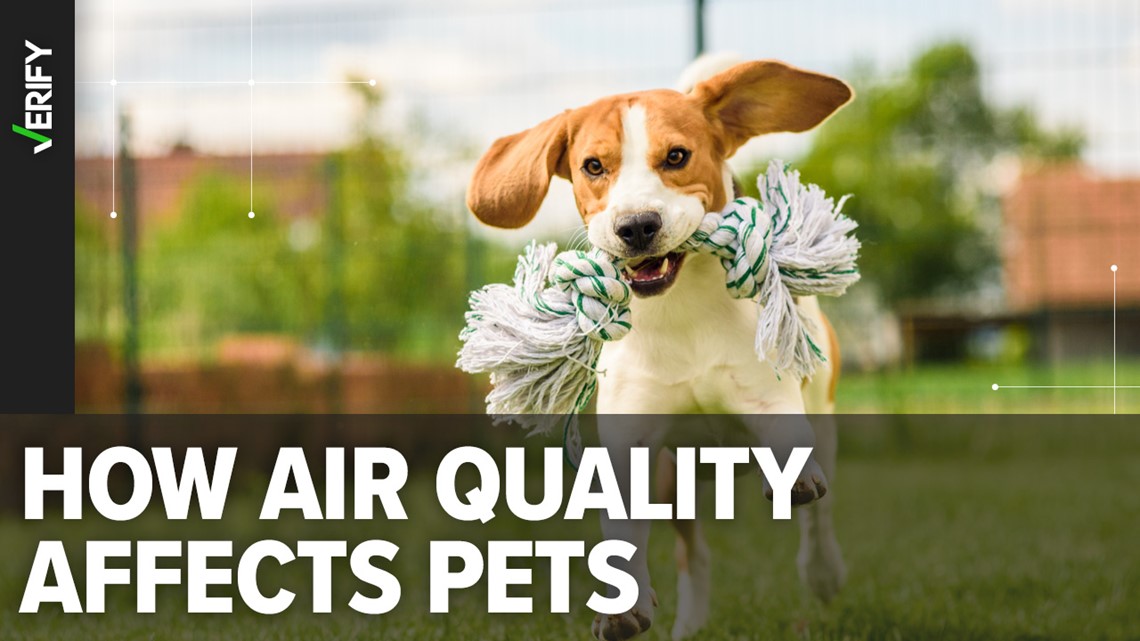 How to protect your pets from wildfire smoke