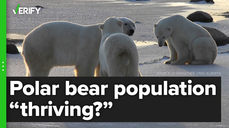 Misrepresented data used to falsely 'prove' polar bears thriving