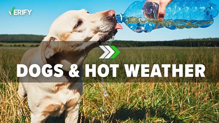 Some facts to know about dogs and hot weather
