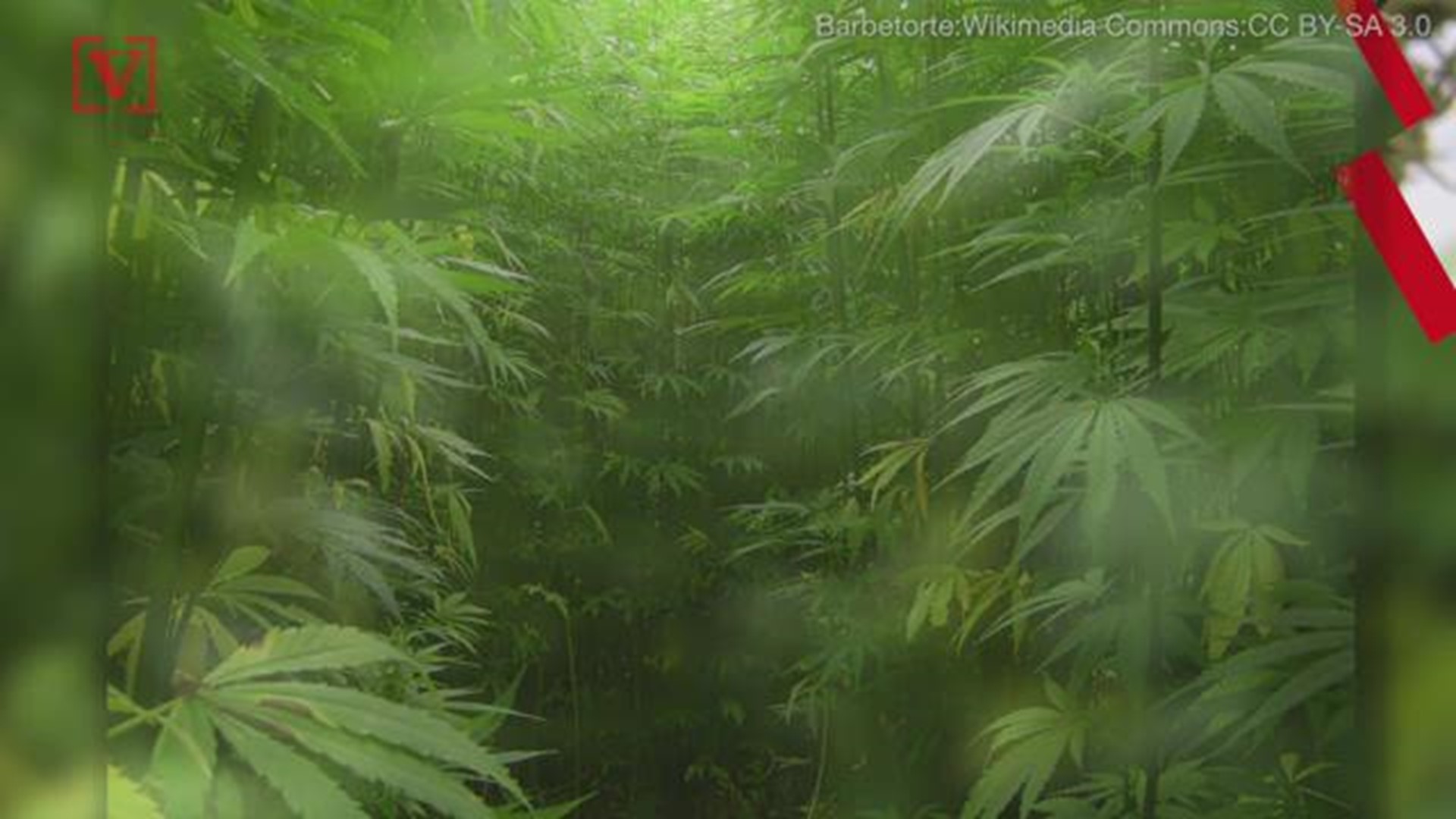 Senate Majority Leader Mitch McConnell and Senator Ron Wyden of Oregon are working to get hemp removed from a federal list of illegal controlled substances.