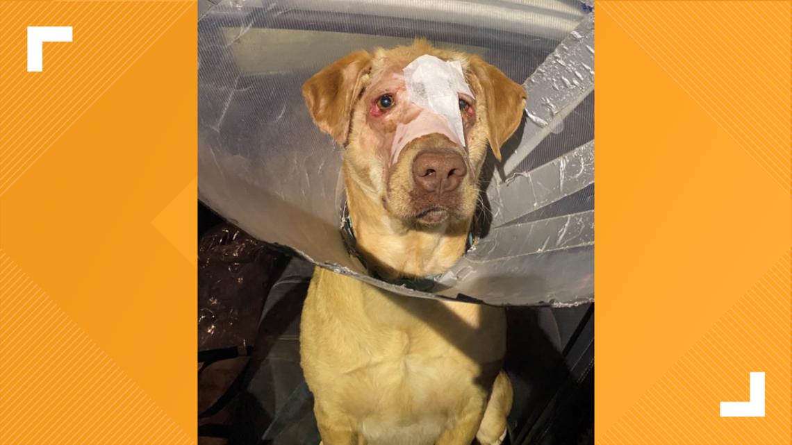 Mississippi dog's success story just keeps getting sweeter - Vimarsana News