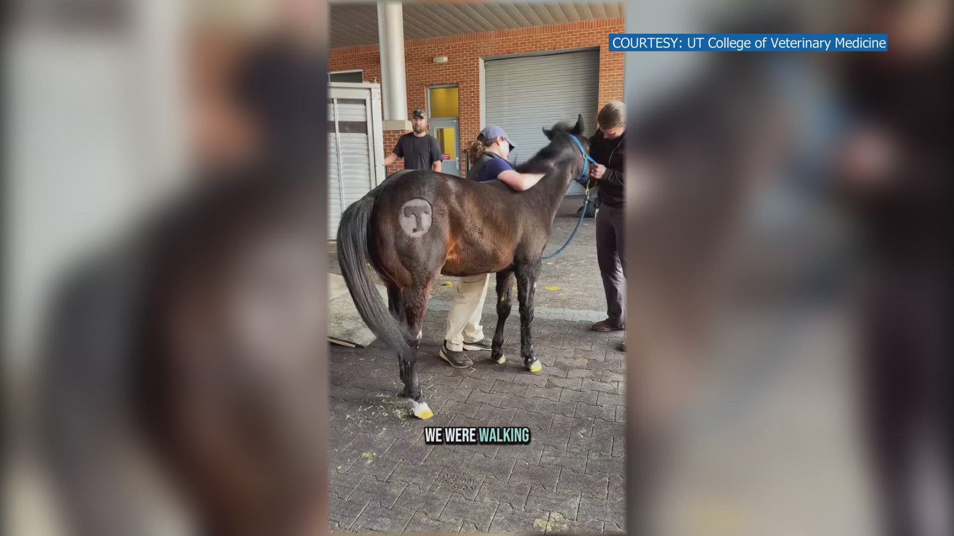 The Middle Tennessee foal was born prematurely and was brought to the University of Tennessee Center for Veterinary Medicine for treatment.