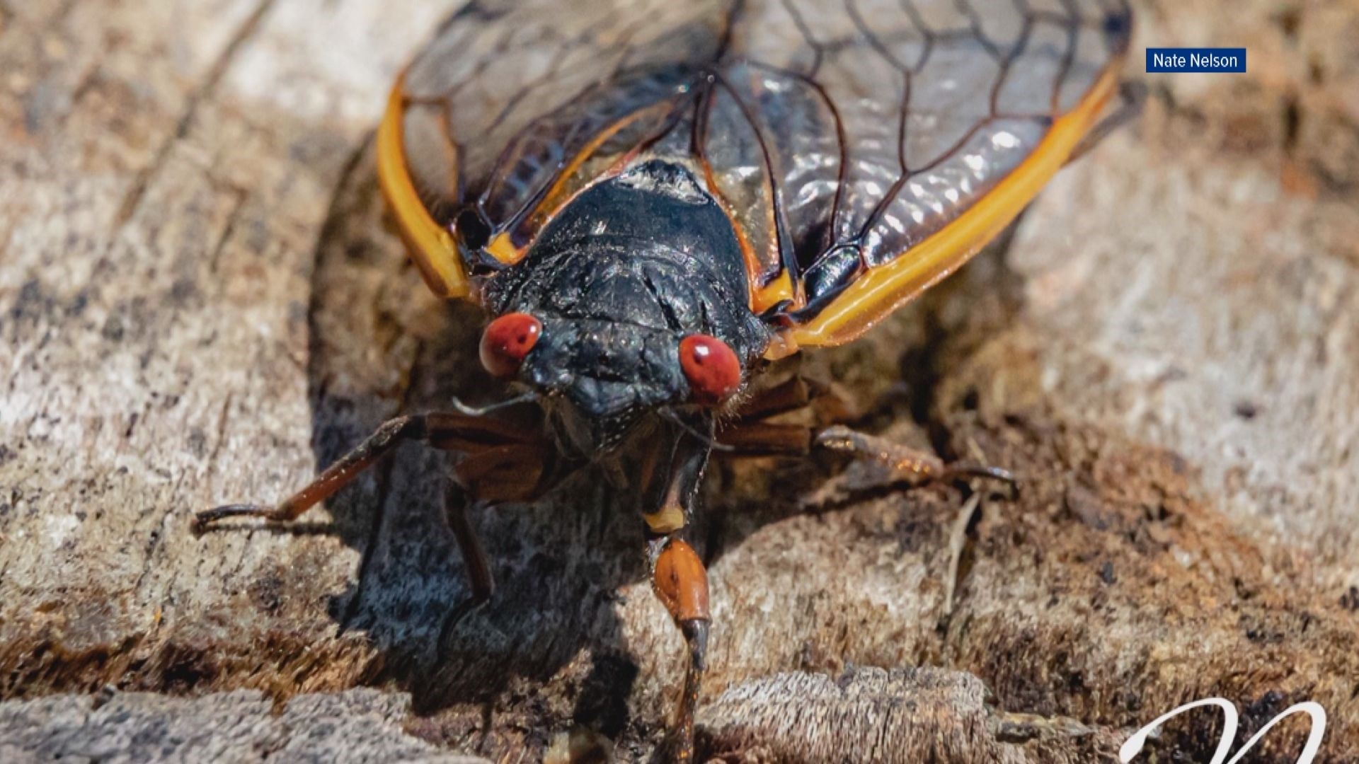 Millions of 17-year cicadas are now starting to come out of the ground in the western parts of North Carolina and Virginia. East Tennessee is on the clock for 2021.