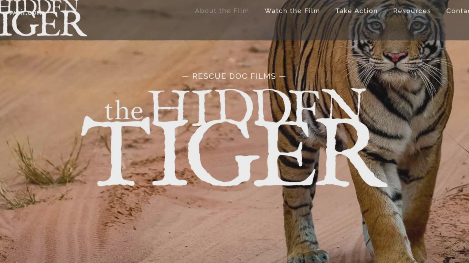 What does Knoxville and Tiger King's Carole Baskin have in common? A new documentary focusing on saving big cats.