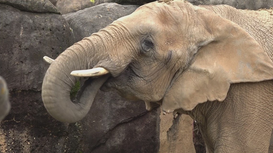 Jana the Elephant dead at 43 after declining health issues - Vimarsana News
