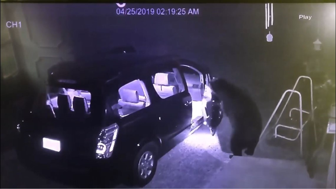 WATCH Hungry bear steals lunch out of Tennessee woman's car overnight