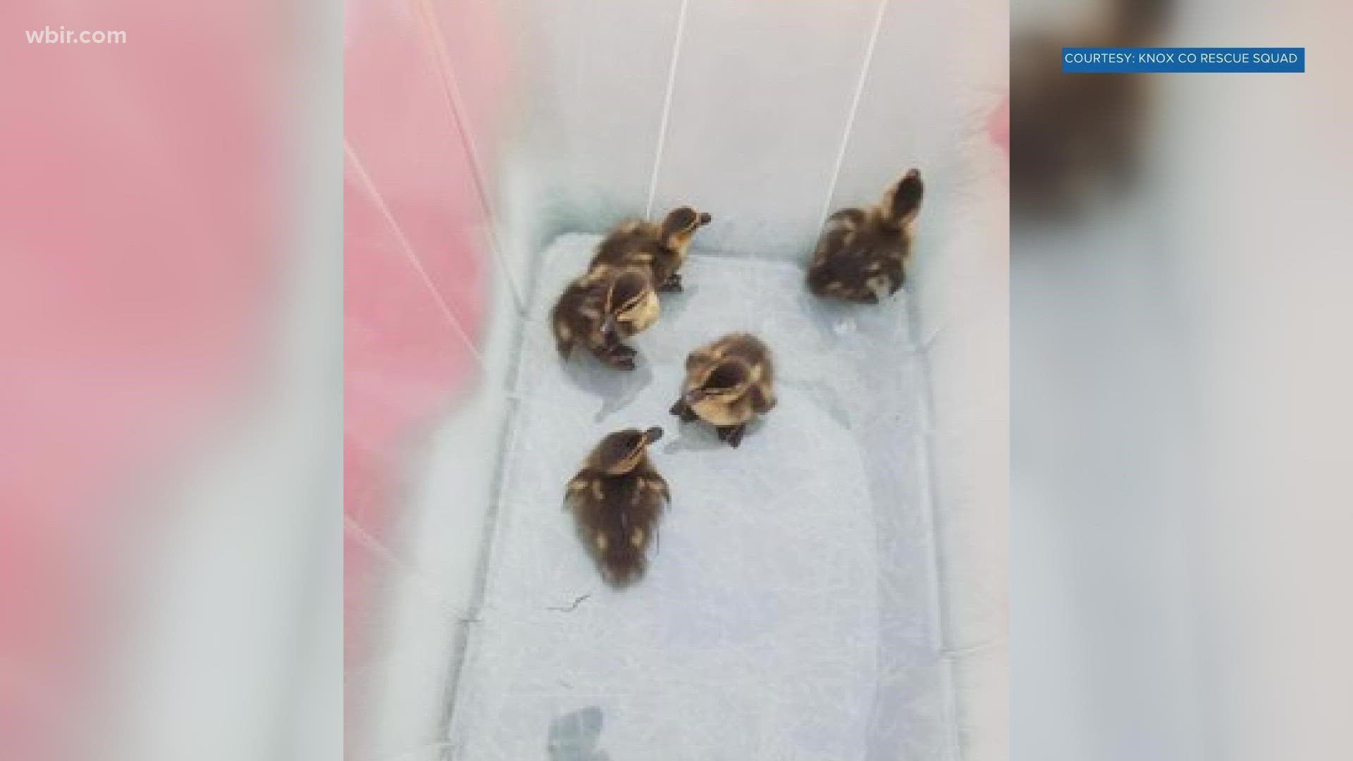 Officials said a passerby noticed a mother duck crying and calling down to the ducklings before they reached out to emergency crews.