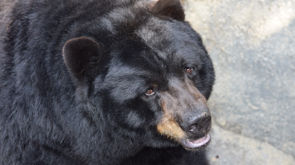 Tennessee zoo announces American Black Bear Milo dies at age 22 - Vimarsana News