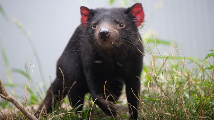 Columbus Zoo announces death of 4-year-old Tasmanian devil