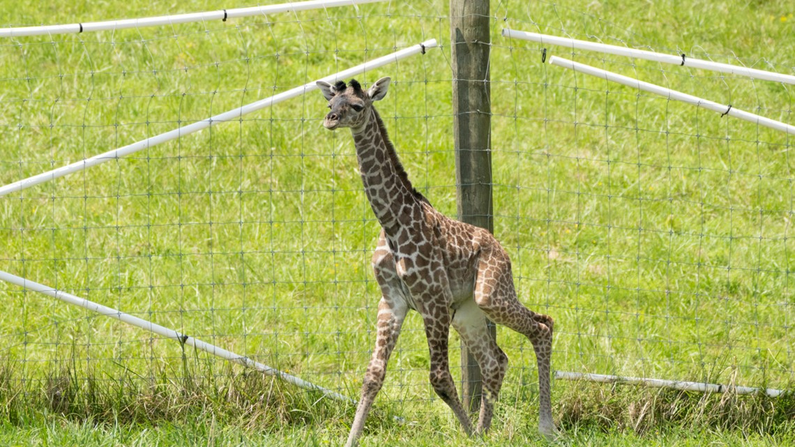 Baby giraffe born at Ohio safari park - Vimarsana News
