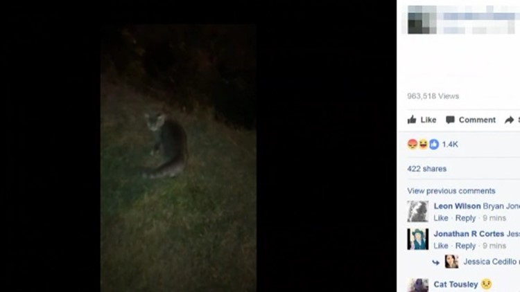 Video appears to show Charlotte man kicking cat over cliff, CMPD investigating