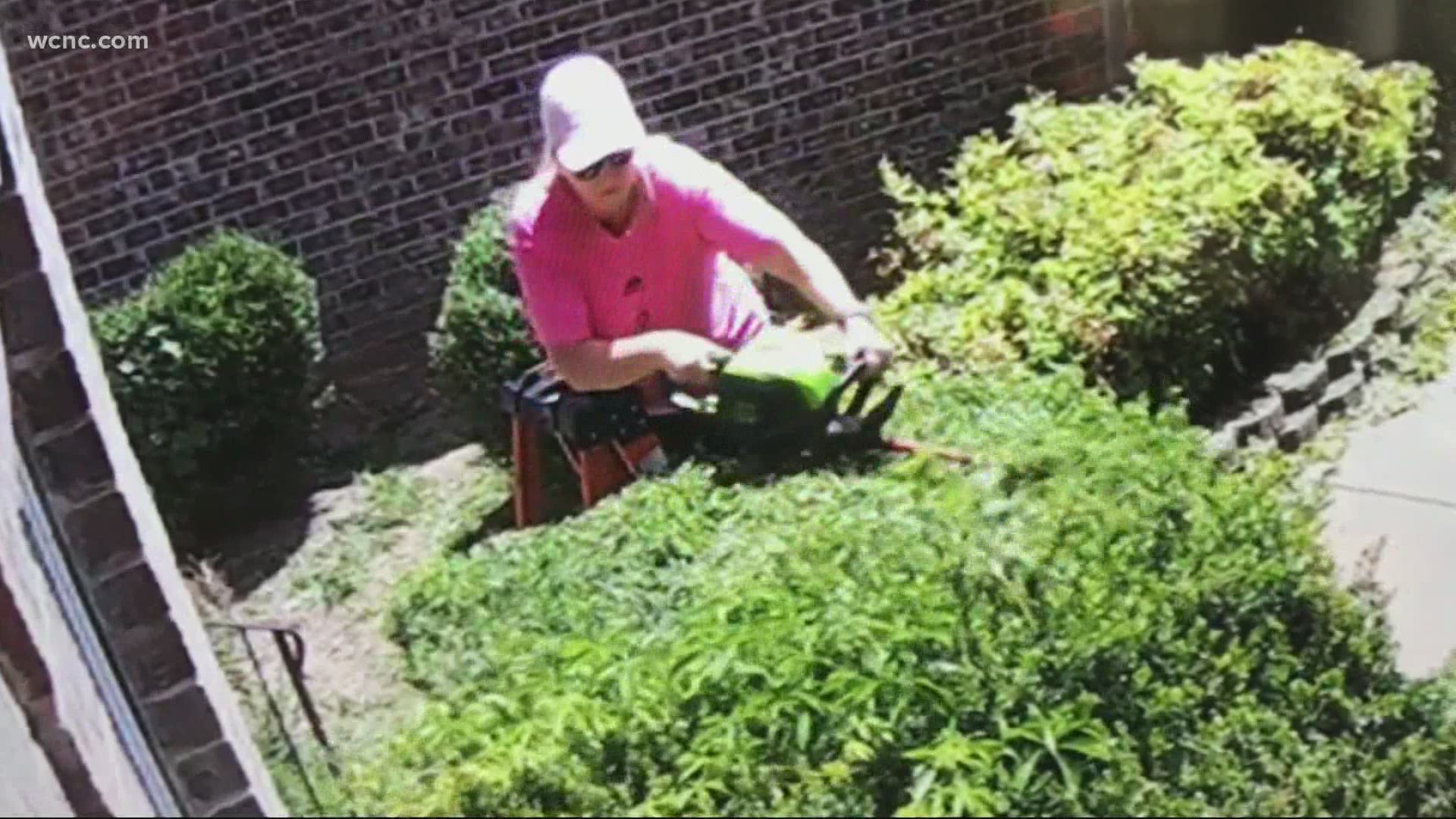 A local homeowner trimming hedges was attacked by a black snake. The encounter was caught on camera.