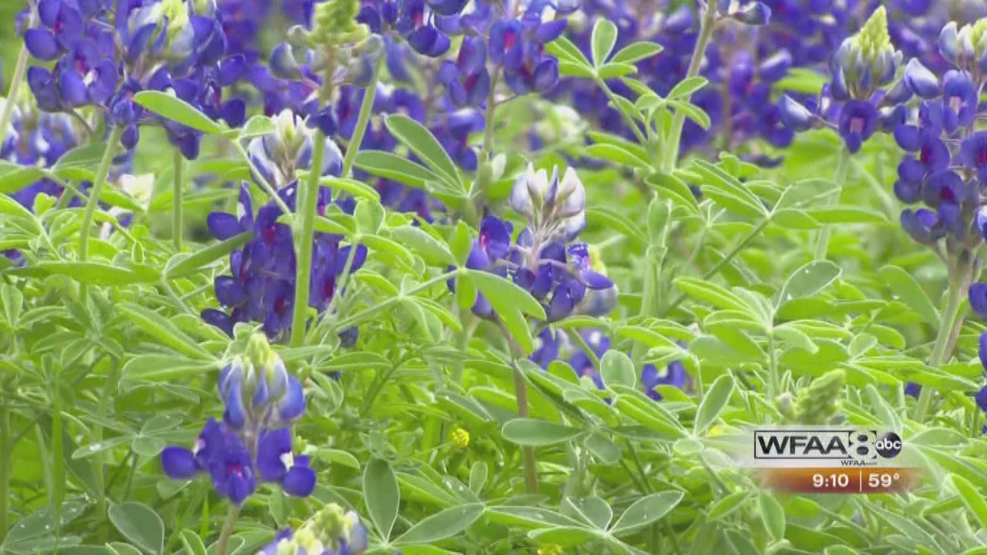Alanna takes a stroll through a local bluebonnet patch and has some interesting facts you may not know about the state flower.