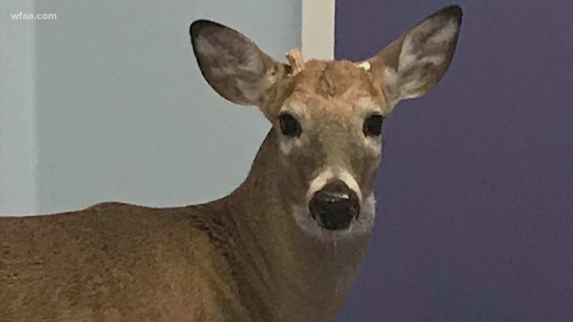 Deer makes surprise appearance