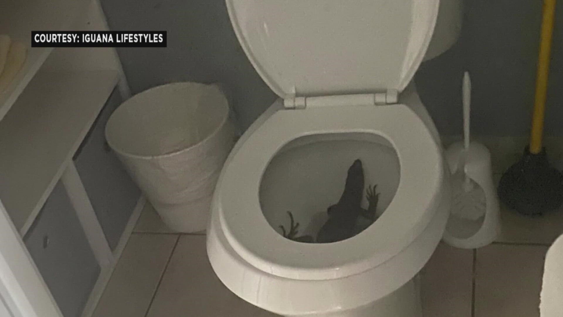 The woman found it during a late-night bathroom break.