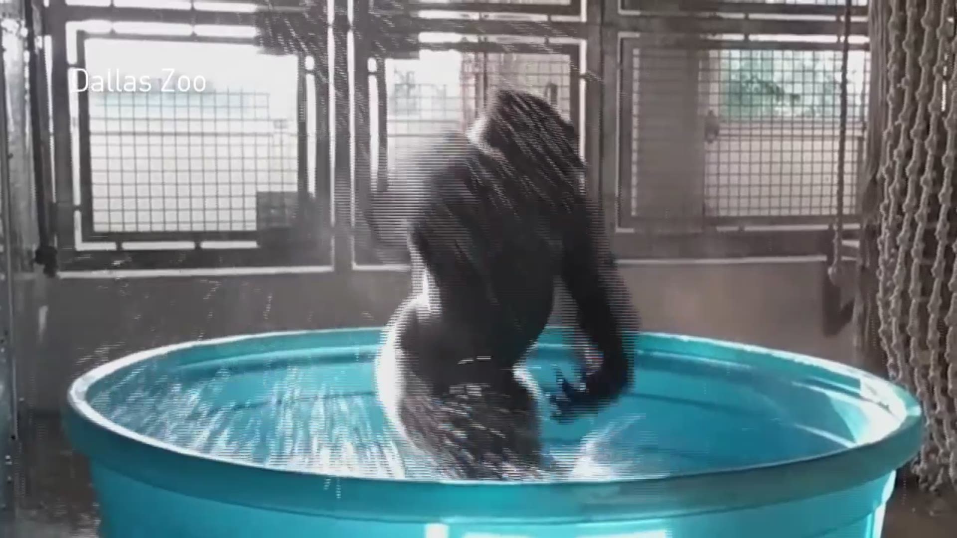 Gorilla dances like no one's watching at Dallas Zoo