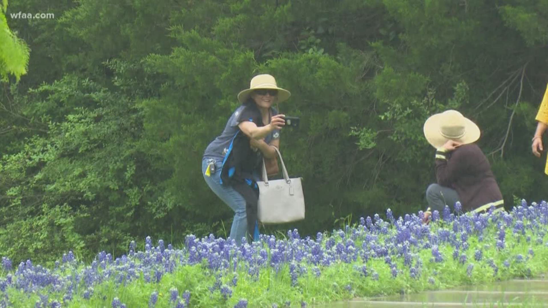 Texas bluebonnets in full bloom: Tips to take the best photos