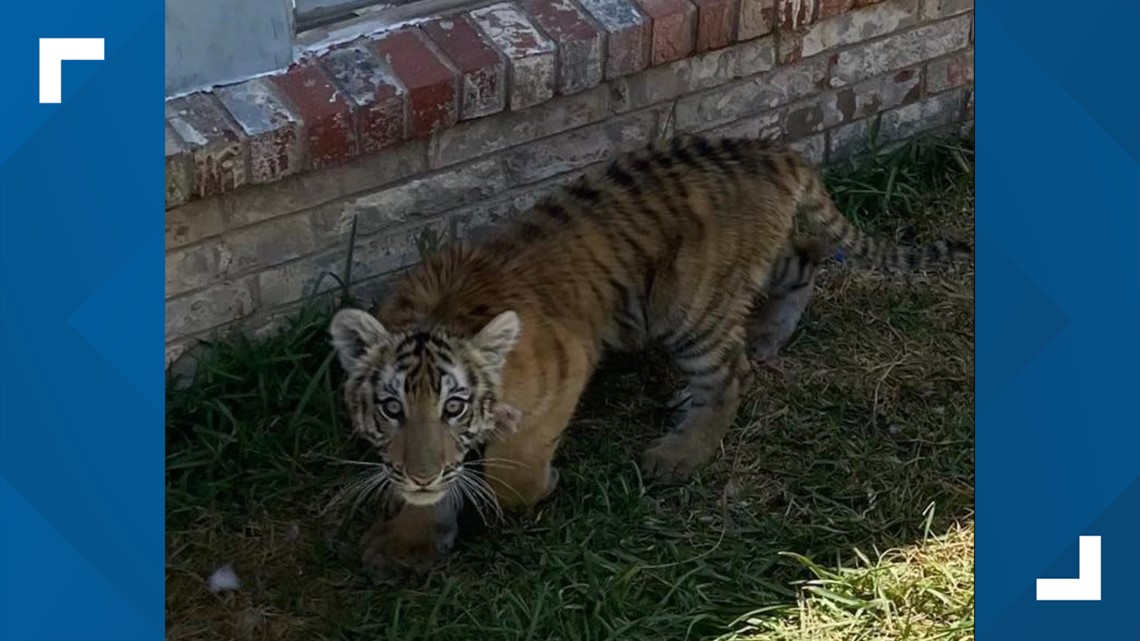 Feds seize tiger cub while arresting Dallas rapper Trapboy Freddy - Vimarsana News