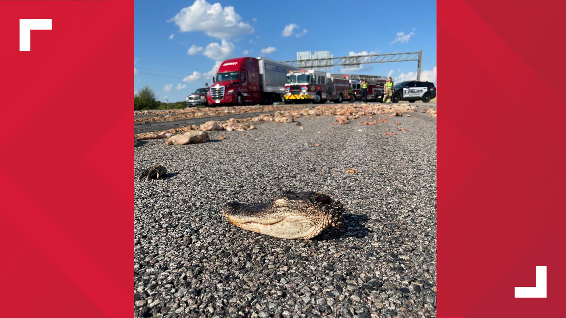 According to the Balch Springs Police Department, animal remnants, including an alligator's head were thrown from an overturned 18-wheeler.