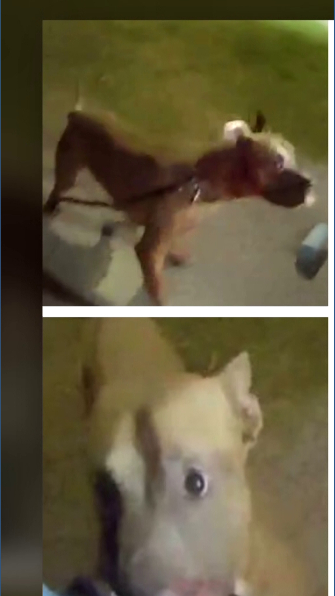 North Texas woman recovering after violent dog attack at park | wtsp.com