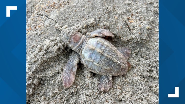 Rare white sea turtle found on North Carolina's Outer Banks