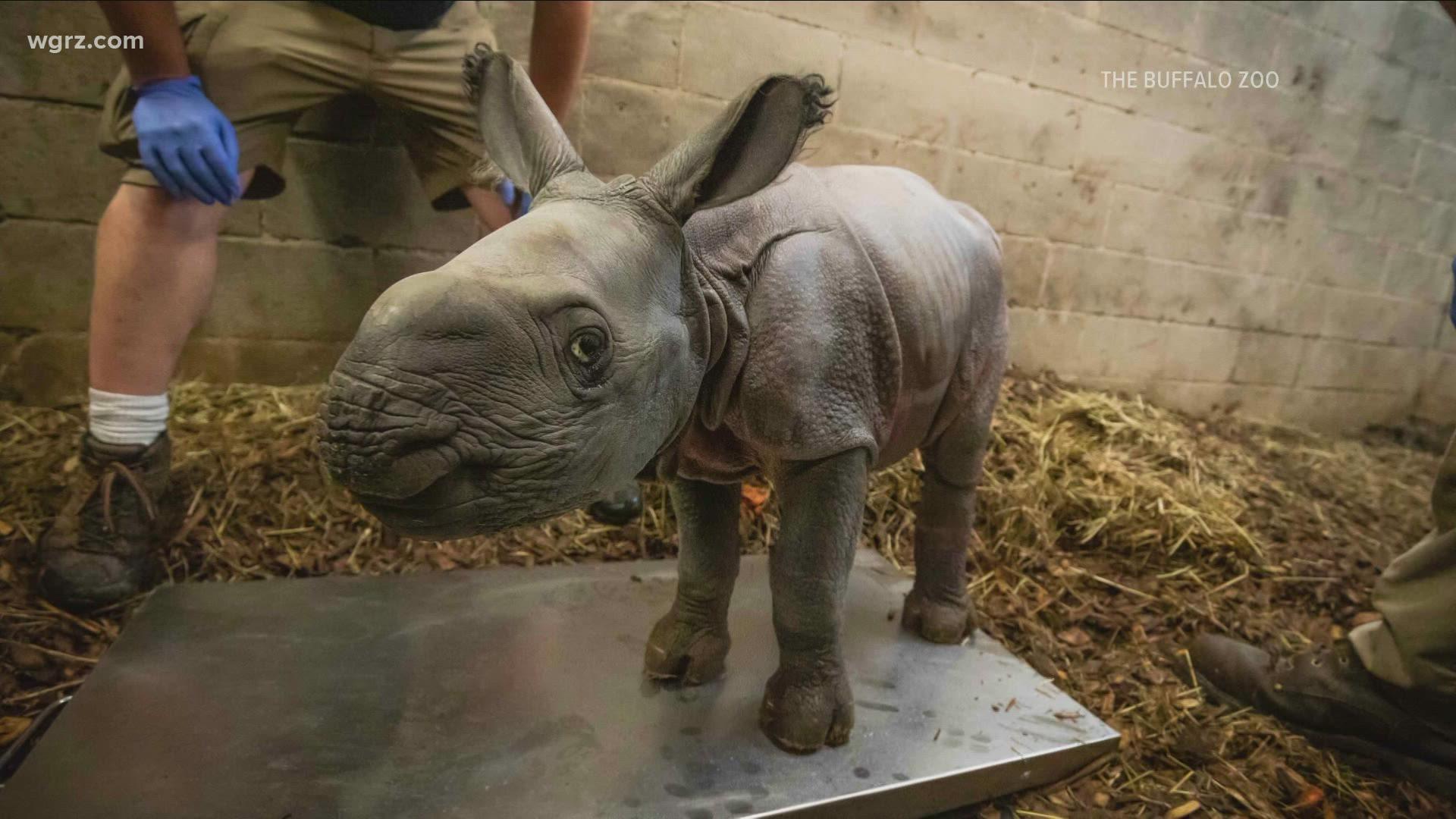 Buffalo Zoo welcomes female baby rhino