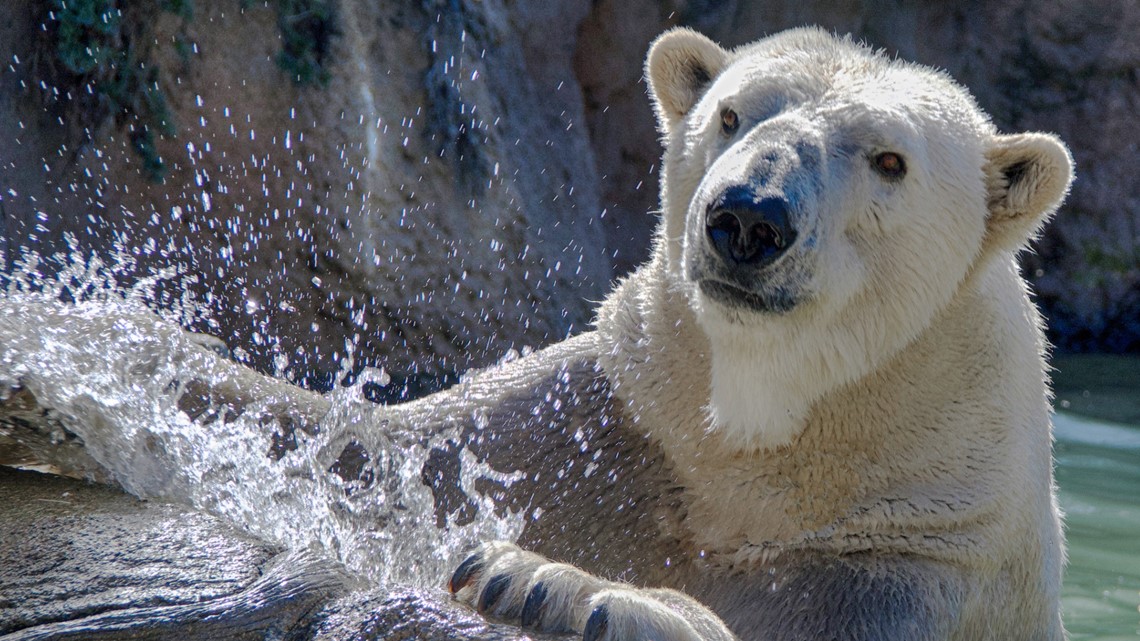 Polar bear dies while being transferred to Louisville Zoo - Vimarsana News