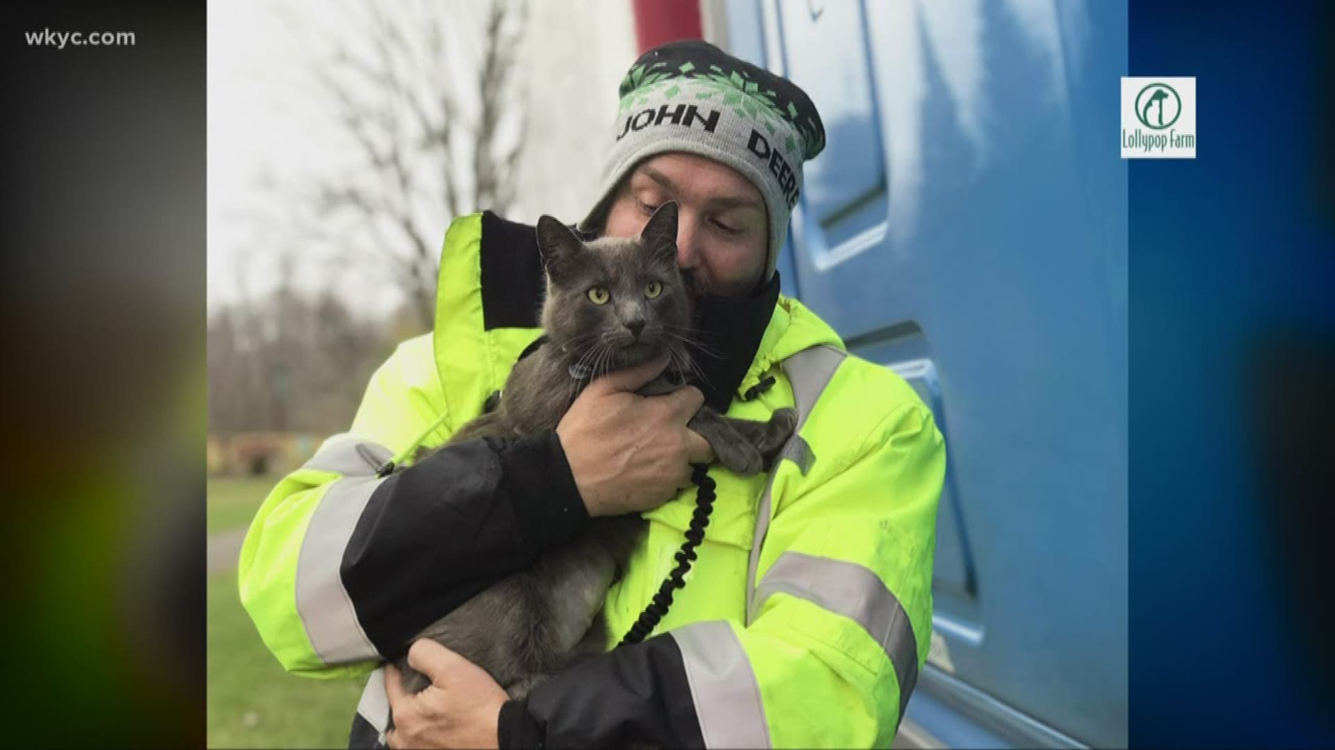 Officials were able to locate the feline's home thanks to an implanted microchip.