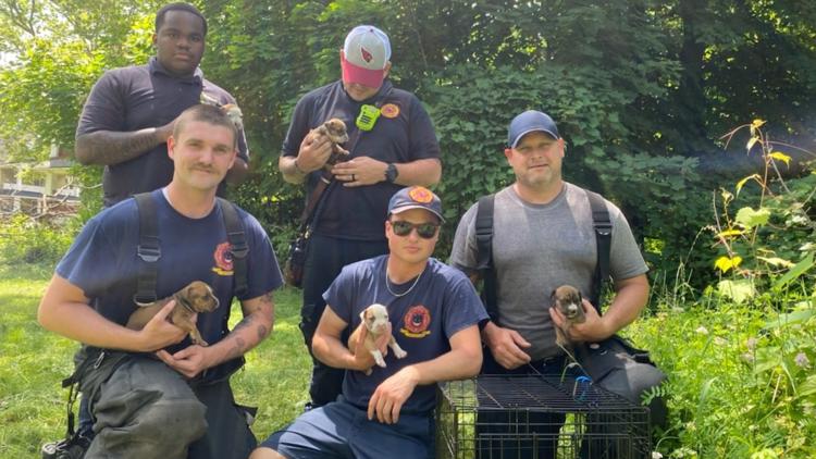 Ohio firefighters rescue puppies from collapsed garage