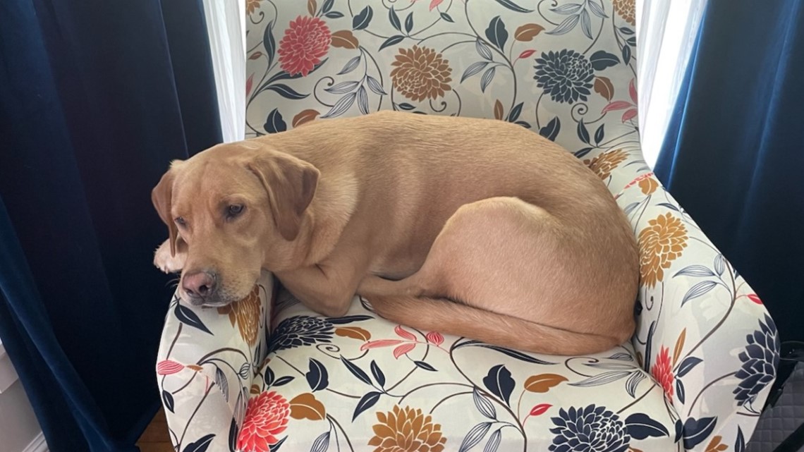 Dog killed after car crashed into Camp Bow Wow Bedford Heights - Vimarsana News