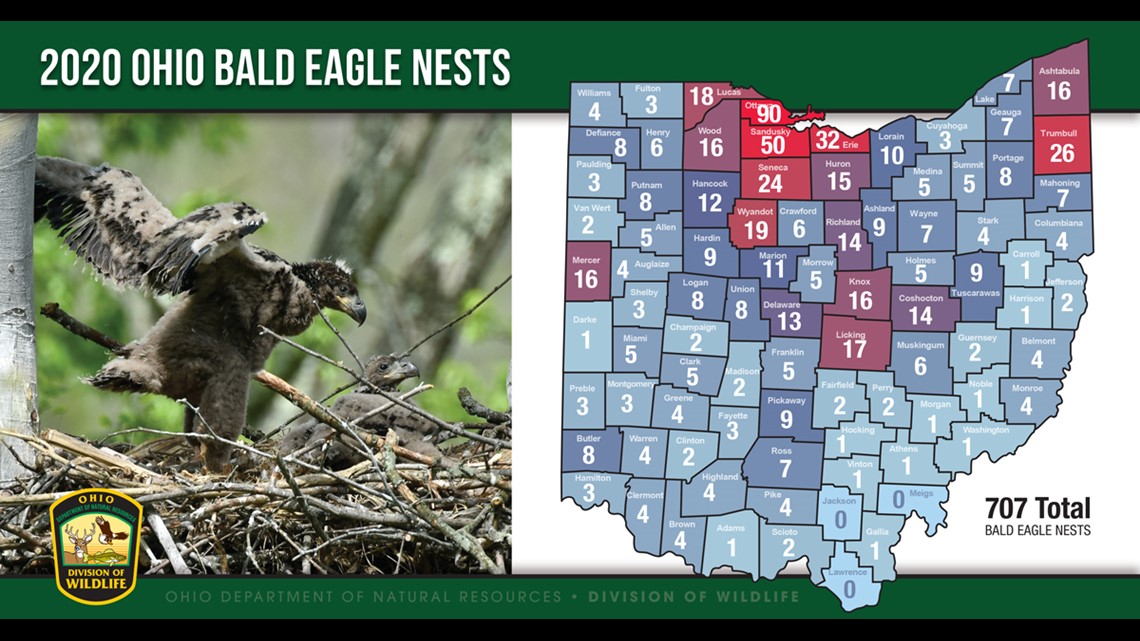 Ohio has 707 bald eagle nests throughout the state: See how many are in