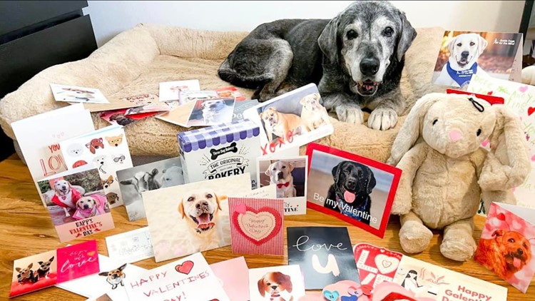 For the love of senior dogs: Ready Pet GO!