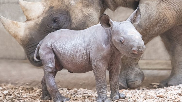 Cleveland zoo announces birth of baby rhino: Here's how you can help name her