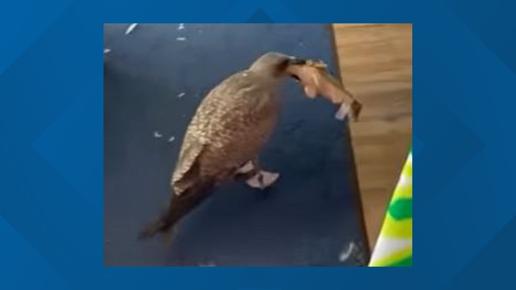 WATCH: Seagull tries to steal toy from Ohio store