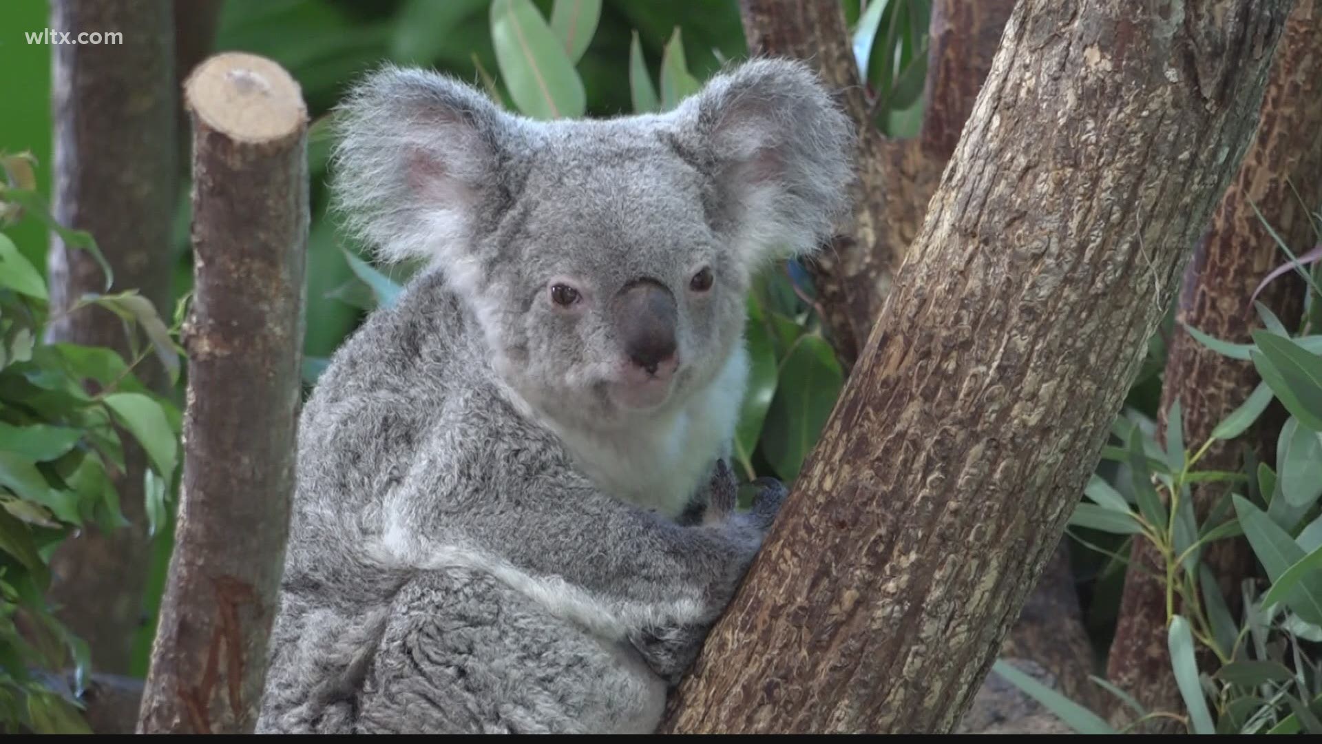 Lottie arrived from Queensland, Australia in 2003 and went on to raise 11 joeys. She had 15 grandchildren, 7 great grandchildren, and 3 great great grandchildren.