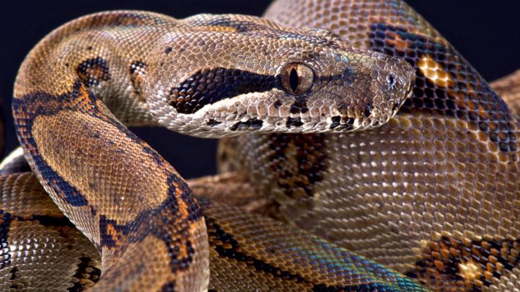 15-foot snake shot and killed by police as it was strangling man
