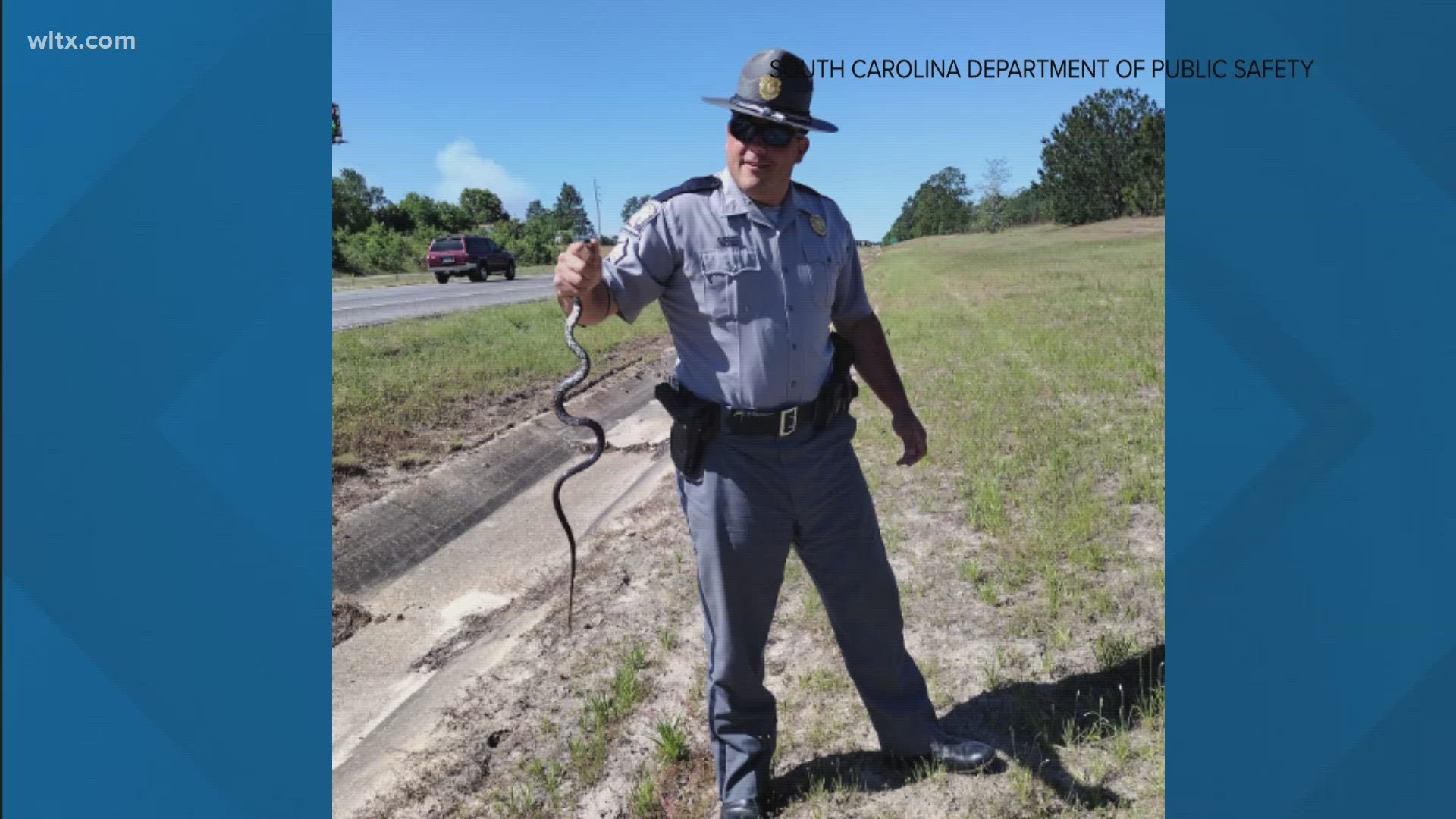 Trooper Sgt. Jonathan Oxandboure pulled a four foot long King snake out of a drivers car.