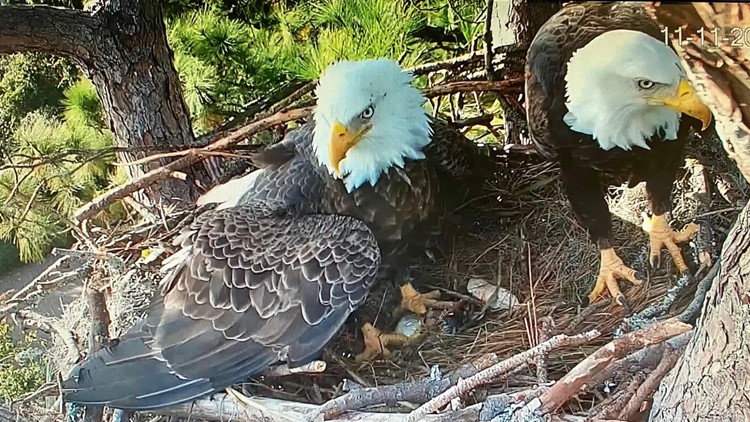 Eagles watching eggs on SC web cam get historical names