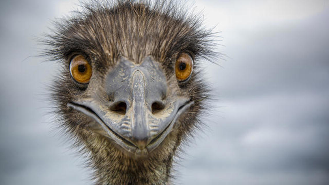 Escaped emus Thelma and Louise evade capture in South Carolina