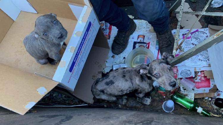 Puppies thrown away in Pennsylvania dumpster