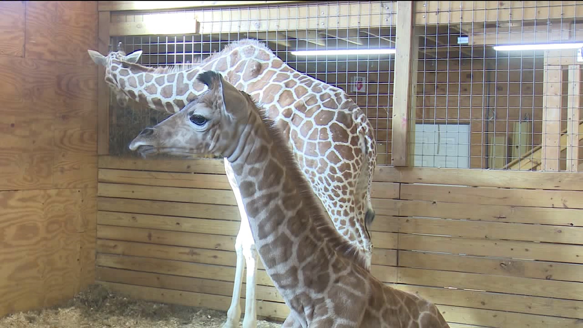 'It's a boy!' - April the Giraffe Gives Birth